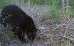 Black bears are the only species of bear found in Oregon.