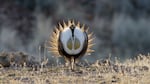 A male sage grouse puffs out a pair of air sacs to attract females on a mating site on the Oregon side of the McDermitt Caldera near the Nevada state line.