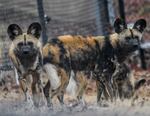 FILE - African Painted Dogs walk around Wildlife Safari in Winston, Oregon, in a photo provided to Oregon media announcing their arrival in 2025.
