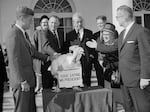 President John F. Kennedy reaches out to touch a turkey presented to him at the White House from the turkey industry.