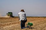 Phil Fine checks for carrot seeds in the soil left behind in a combine while harvesting a field North Unit Irrigation District on Tuesday, Aug. 31, 2021, near Madras, Ore.