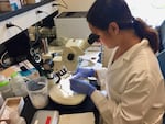 Washington State University neuroscientist Allison Coffin dissects the ear of a midshipman fish at her lab in Vancouver, Washington.