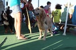 A number of dogs were present for the annual King of the Hook Competition in Hood River Saturday. Some even participated by standing on their owners' windsurfing boards.