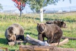 The Washington State University Bear Research Center in Pullman, Washington, has a population of captive grizzly bears that are helping scientists learn about insulin resistance in hibernating bears and how that compares to insulin resistance in diabetic people.