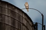 An American Barn Owl sits perched on a water tower on the Upper West Side neighborhood, Wednesday, Oct. 14, 2026, in New York.