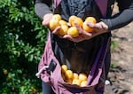 Hannelore Buckenmeyer shows off some plums during a harvest in Portland, Ore., July 28, 2026. Buckenmeyer is a summer AmeriCorps associate who helped lead the harvest a private residence.