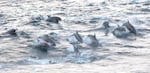 A pod of bottlenose dolphins and false killer whales was spotted off the coast of Vancouver Island, British Columbia.