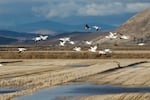 Snow Geese flying over fields in the Klamath Basin National Wildlife Refuge, Feb 2018