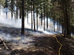 Prescribed burns usually burn at low-to-medium intensity, burning away duff and twigs but typically not killing larger trees.