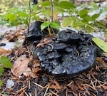 The Hydnellum regium mushroom, also known as "bear poop," is a rare find in the Gifford Pinchot National Forest in Southern Washington. This one was spotted Oct. 27, 2022.