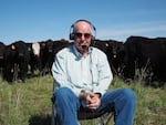 A man with a headset on sits in a field in front of a herd of cows.