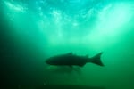 FILE: The salmon viewing area at the Bonneville Lock and Dam, August 2021.