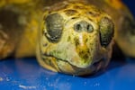 Officials at the Oregon Coast Aquarium say this turtle died Feb. 13, 2017 after being stunned by cold waters off Oregon's coast.