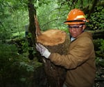 Timber Lake Job Corps Center student Marvin Nez carries a section of fallen log to be placed in the water during a streamside restoration project on the Clackamas River on Sept. 29, 2009, in Estacada, Ore. The project enhances the spawning areas of native salmon on the river.