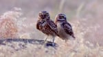 Burrowing owls on the Umatilla Chemical Depot in Umatilla, Oregon.