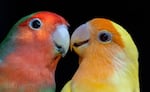 Rosy-faced lovebirds (Agapornis roseicollis) are small parrots that are common and colorful household pets. Parrots such as these use unique yellow and red pigments whose expression researchers now show can be modulated through the action of a single enzyme.