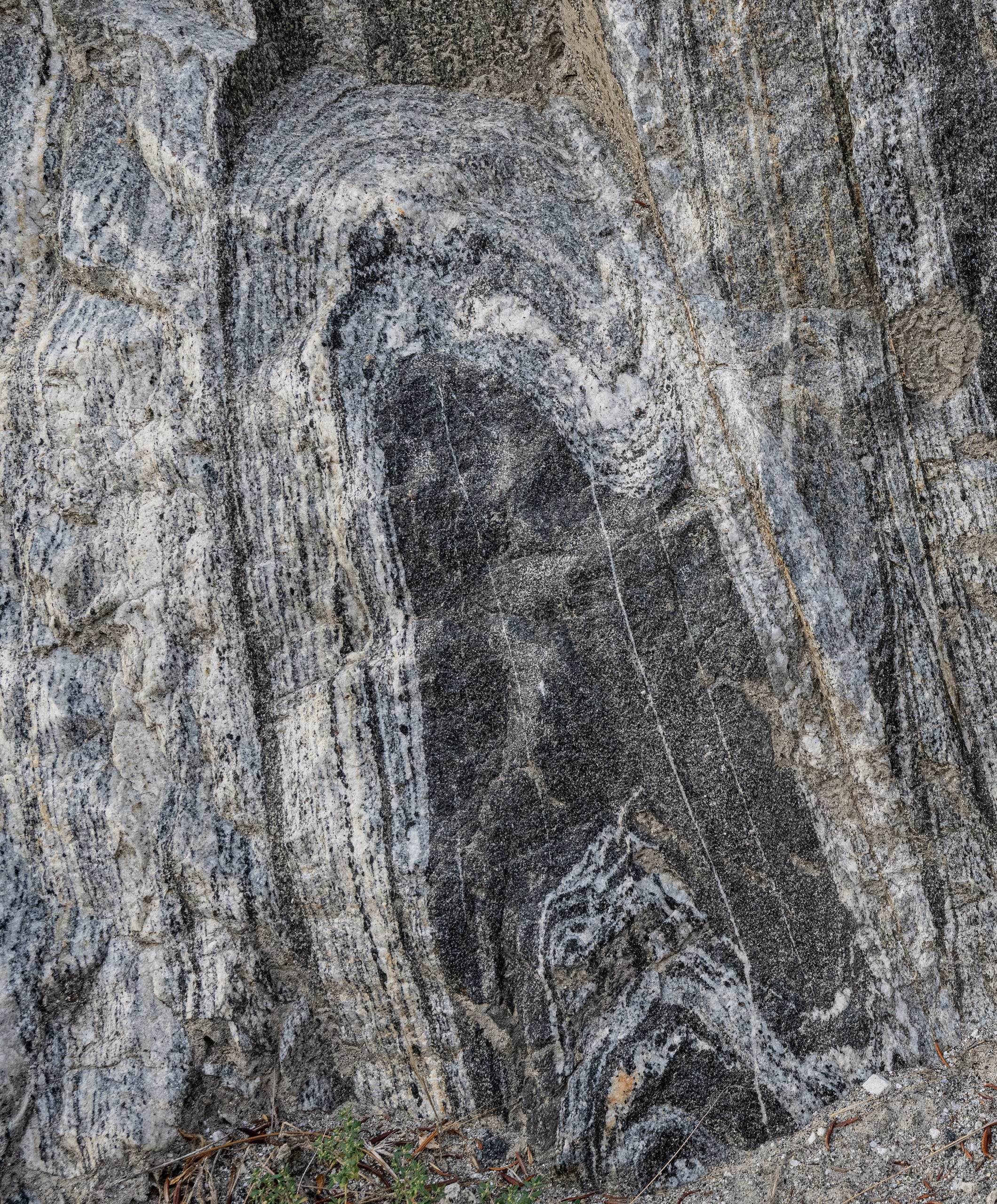 A close-up look at a stretched rock resulting from the high-heat, high-impact collision of the Wallowa Terrane island arc with the North American tectonic plate some 130 million years ago.