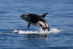 The southern resident orcas of Puget Sound could lose federal protection as an endangered species under a legal effort launched Thursday.
