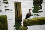 A double-crested cormorant rests on pilings along the Astoria waterfront, Astoria, Ore., Aug 10, 2024. 