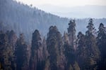 Sequoia trees are susceptible to heat and drought, conditions that are expected to get more extreme as the climate keeps changing.