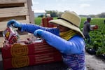 Carolina reviews the strawberry pints picked by farmworkers in a Sanchez Farm field in Plant City, Florida, U.S., February 28, 2024.