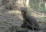 A trail camera photo of a reintroduced fisher in Washington's South Cascades.