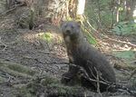 A trail camera photo of a reintroduced fisher in Washington's South Cascades.