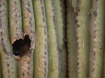 PHOENIX - June 28: A hole likely created by a woodpecker in a Saguaro at the Desert Botanical Garden in Phoenix, Arizona on Friday, June 28, 2024. When woodpeckers move out, other animals may move in.