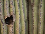 PHOENIX - June 28: A hole likely created by a woodpecker in a Saguaro at the Desert Botanical Garden in Phoenix, Arizona on Friday, June 28, 2024. When woodpeckers move out, other animals may move in. 