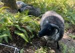 A sheep grazes at the Cascades Raptor Center.