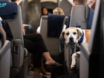 The airline doesn't have dog size or breed restrictions but only allows humans over age 18 (or 126 in dog years).