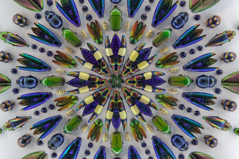 Christopher Marley arranges bugs in intricate patterns that accentuate their colors and design.