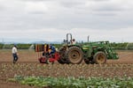 Field laborers work at a farm on a cloudy day.