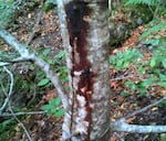 A tanoak tree in Northern California's Humboldt County, killed by sudden oak death. Oaks have no natural resistance to the disease, and suffer 100 percent mortality when infected.