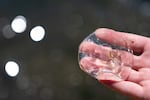 An attendee shows a jellyfish from the Salmon River estuary.