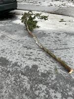 Portland Fire & Rescue shared this photo Wednesday, Jan. 17, 2024, of a fallen tree branch that knocked down a power line. Three people died when the power line fell on their vehicle and they tried to exit.