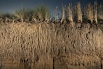 The roots of Kernza® perennial grain, left, and annual wheat, right, are compared, at The Land Institute research plots, in Salina, Kansas. No one is alive today to remember what the tall grass prairie looked like. For millennia, grass grew, lived and died, creating complex root systems, full of voids, and their roots and organic matter helped create some of the most productive soil on earth. Planting perennial crops is one important element of regenerative farming.
