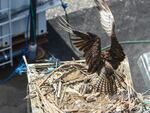An osprey lands on a nest with two chicks and one egg in it.