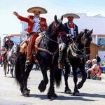 Dancing horses show off their moves in former Rhododendron Festivals in Florence.