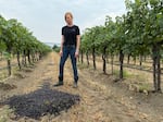 Sarah Goedhart, of Hedges Family Estate, looks down at some of her ripe Red Mountain merlot grapes dumped out onto the ground, instead of being made into wine.