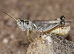 A grasshopper seen up close