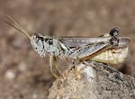 A grasshopper seen up close