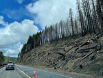 Some hazard trees have been removed from a section of land along Highway 22 near Detroit while others higher on the slope are marked for removal with blue paint.