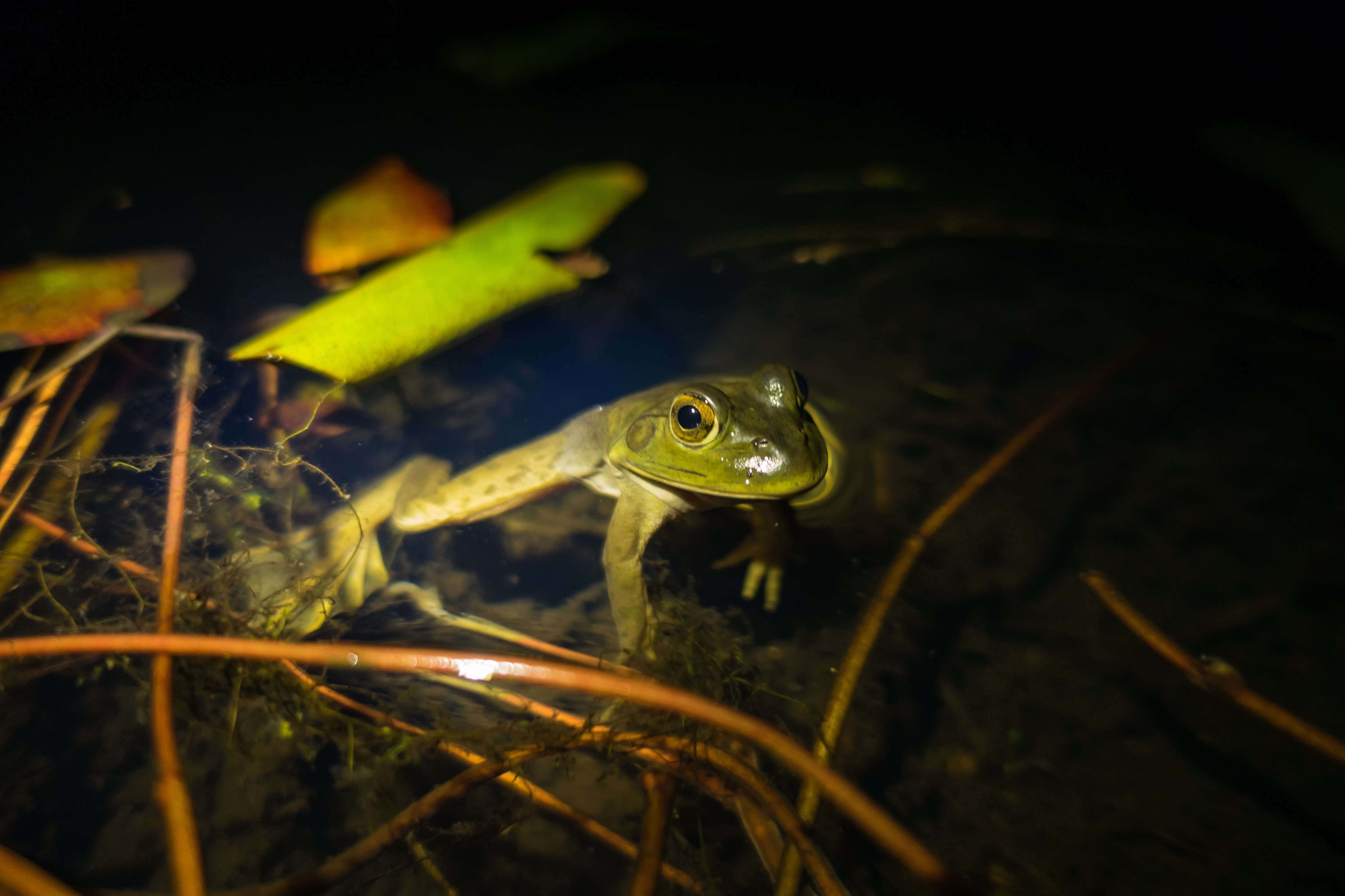 American bullfrogs