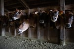 Dairy cows poke their heads through fence posts at Wilsonview Dairy in Tillamook, Ore., Feb. 19, 2020. Milk prices are down 25% since the COVID-19 pandemic took hold, decreasing demand.