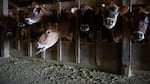 Dairy cows poke their heads through fence posts at Wilsonview Dairy in Tillamook, Ore., Feb. 19, 2020. Milk prices are down 25% since the COVID-19 pandemic took hold, decreasing demand.