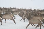 Elk congregate on the Camp Creek Feed Ground in northwestern Wyoming. 