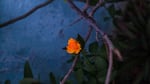 Still life of a rose in Tomasa's garden.