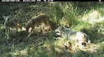 Photo shows the breeding male of White River wolves with two pups, taken Aug. 19 by remote camera on the Warm Springs Indian Reservation. Photo courtesy of Wildlife Department BNR-Confederated Tribes of Warm Springs.