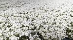 A field of sun-soaked meadowfoam. Scientists at OSU think the plant can be used to make sunscreen.